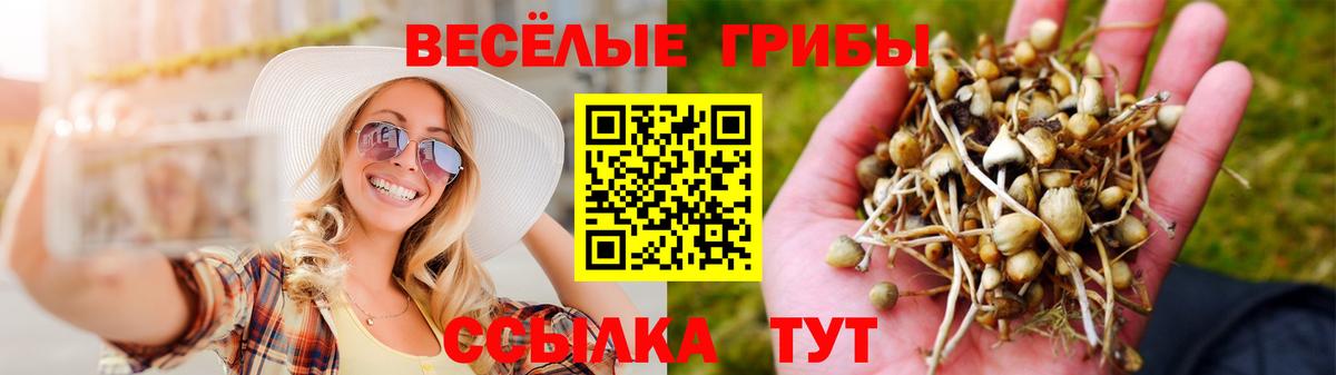 Псилоцибиновые грибы Psilocybine cubensis Кашира